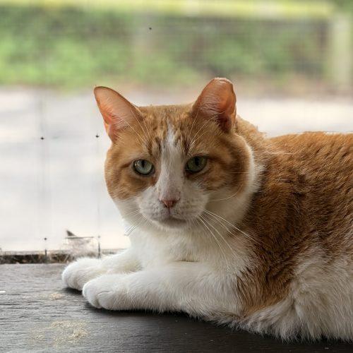 Enlarge Hodgepodge, a Adoptable Domestic Short Hair in Tipp City, OH image 4/6