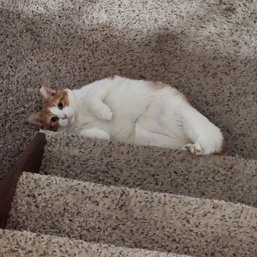Hodgepodge, a Adoptable Domestic Short Hair in Tipp City, OH image 5/5