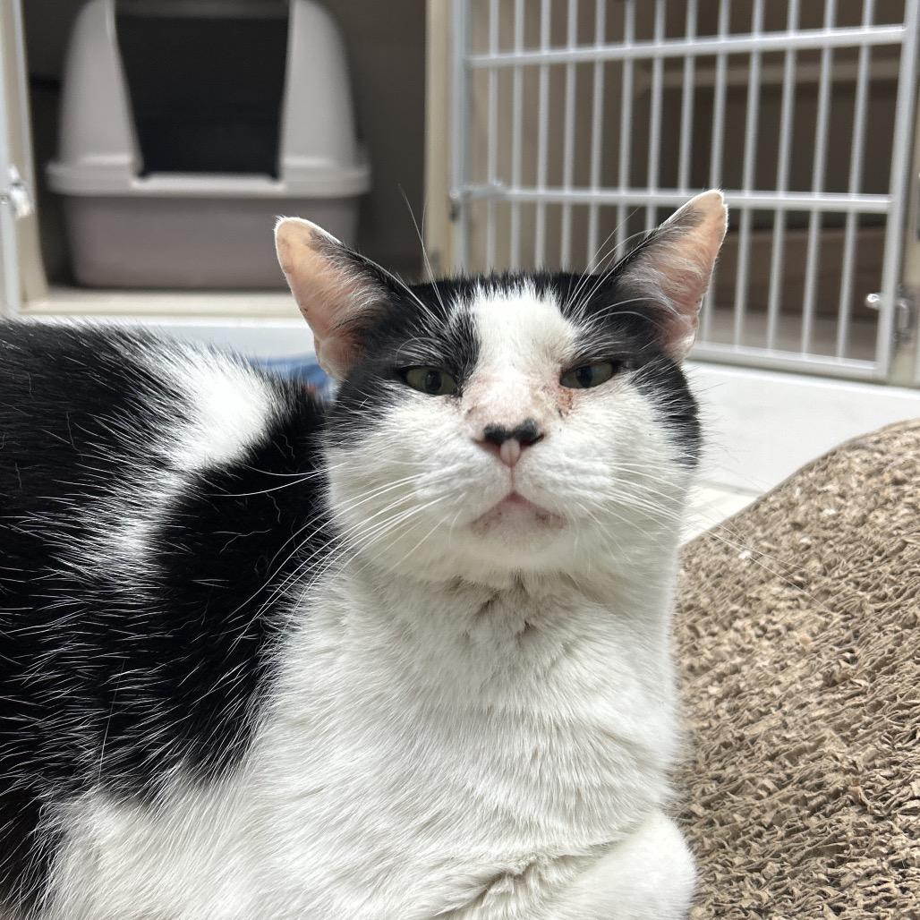 Enlarge Panda, a Adoptable Domestic Short Hair in Lakeland, FL image 2/3