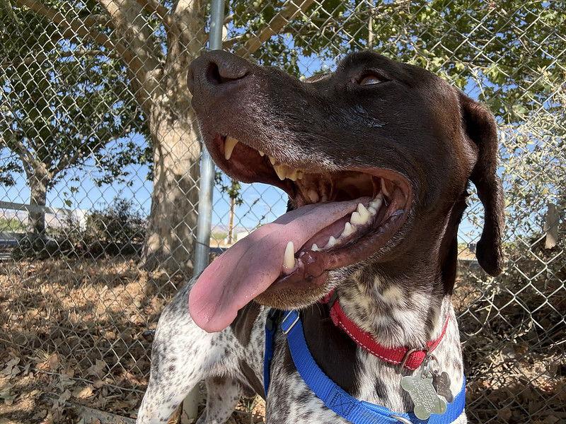 Elliot, Adoptable, Young Male German Shorthaired Pointer.