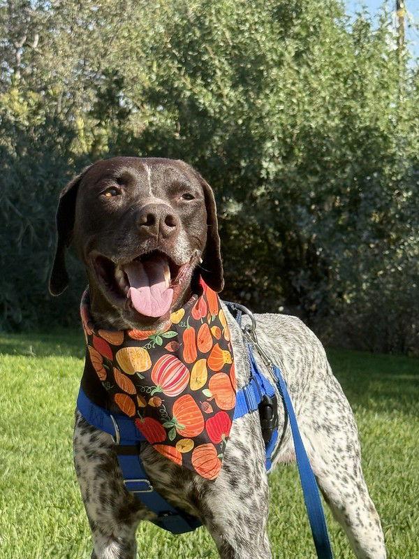 Enlarge Elliot, a Adoptable German Shorthaired Pointer in Menlo Park, CA image 2/3