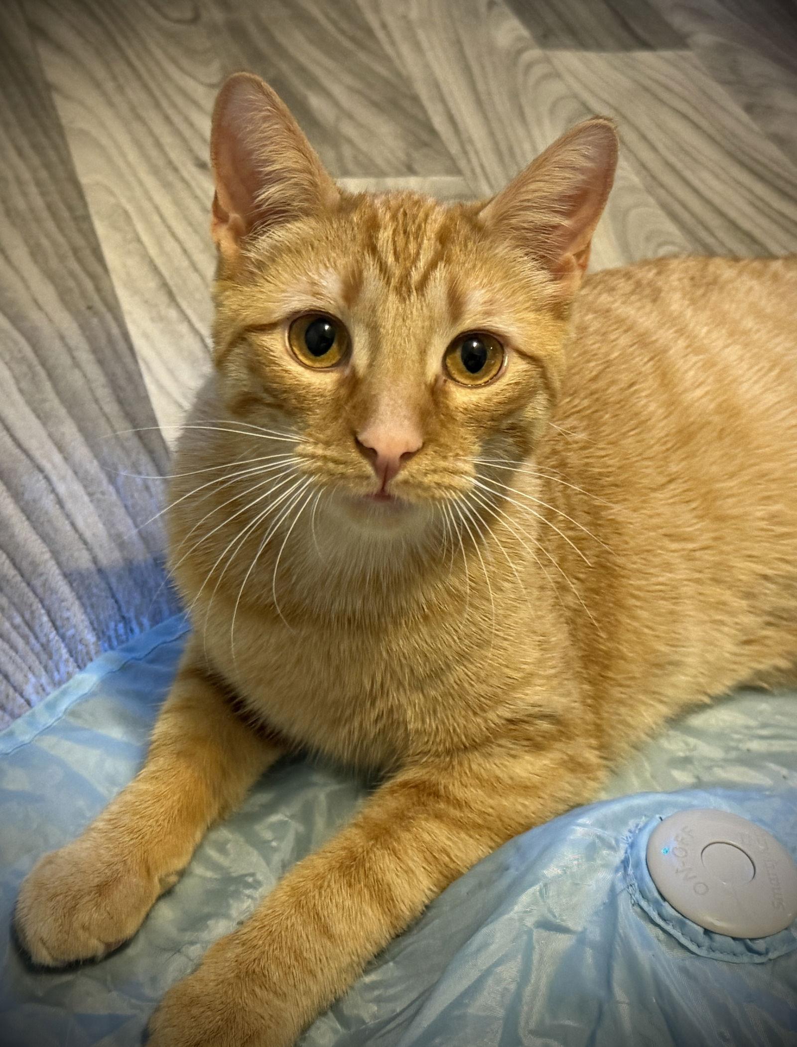 Enlarge Jasper, a Adoptable mixed breed in Island Lake, IL image 1/3