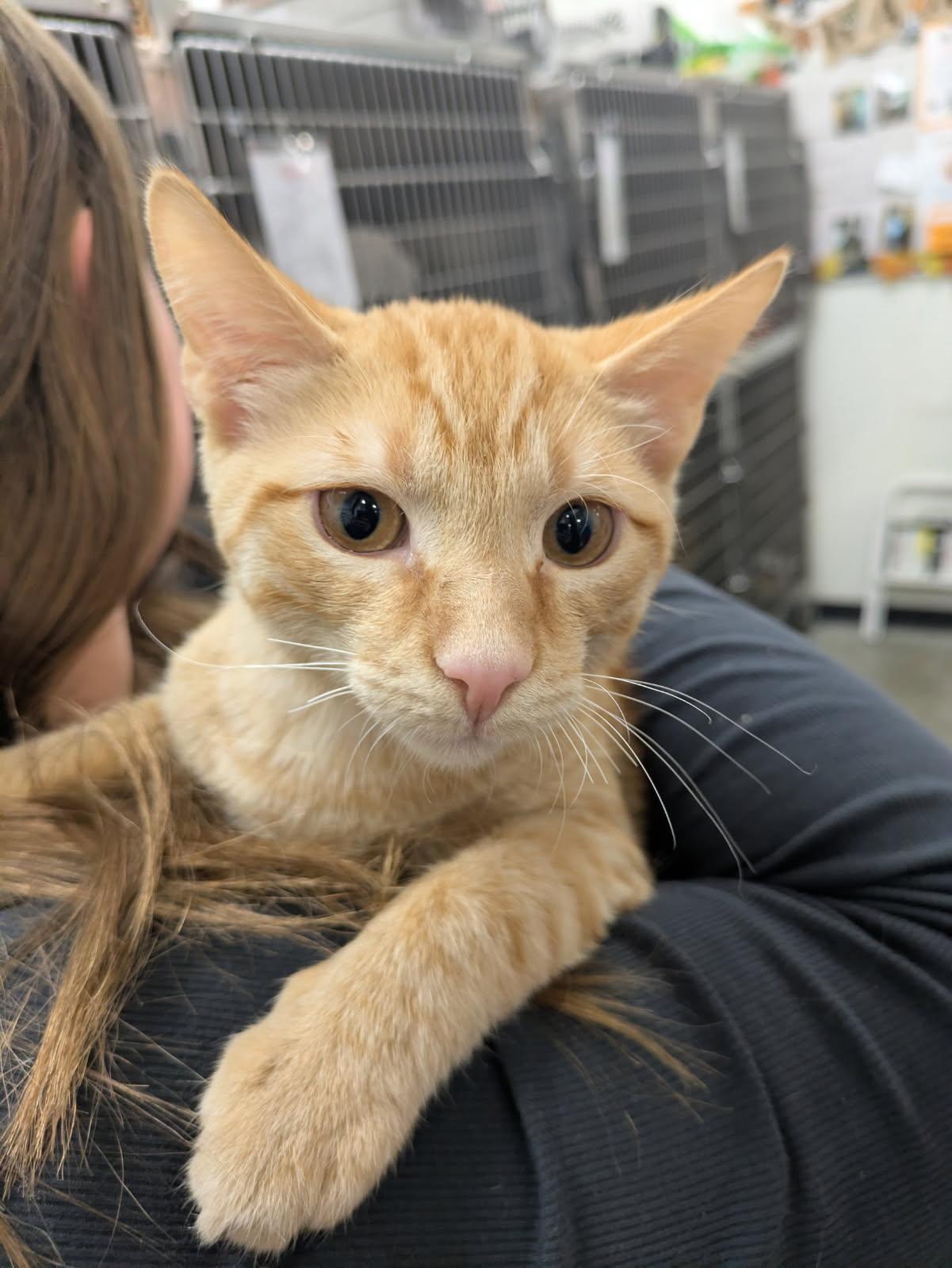 Jasper, Adoptable, Kitten Male Domestic Short Hair & Tabby.