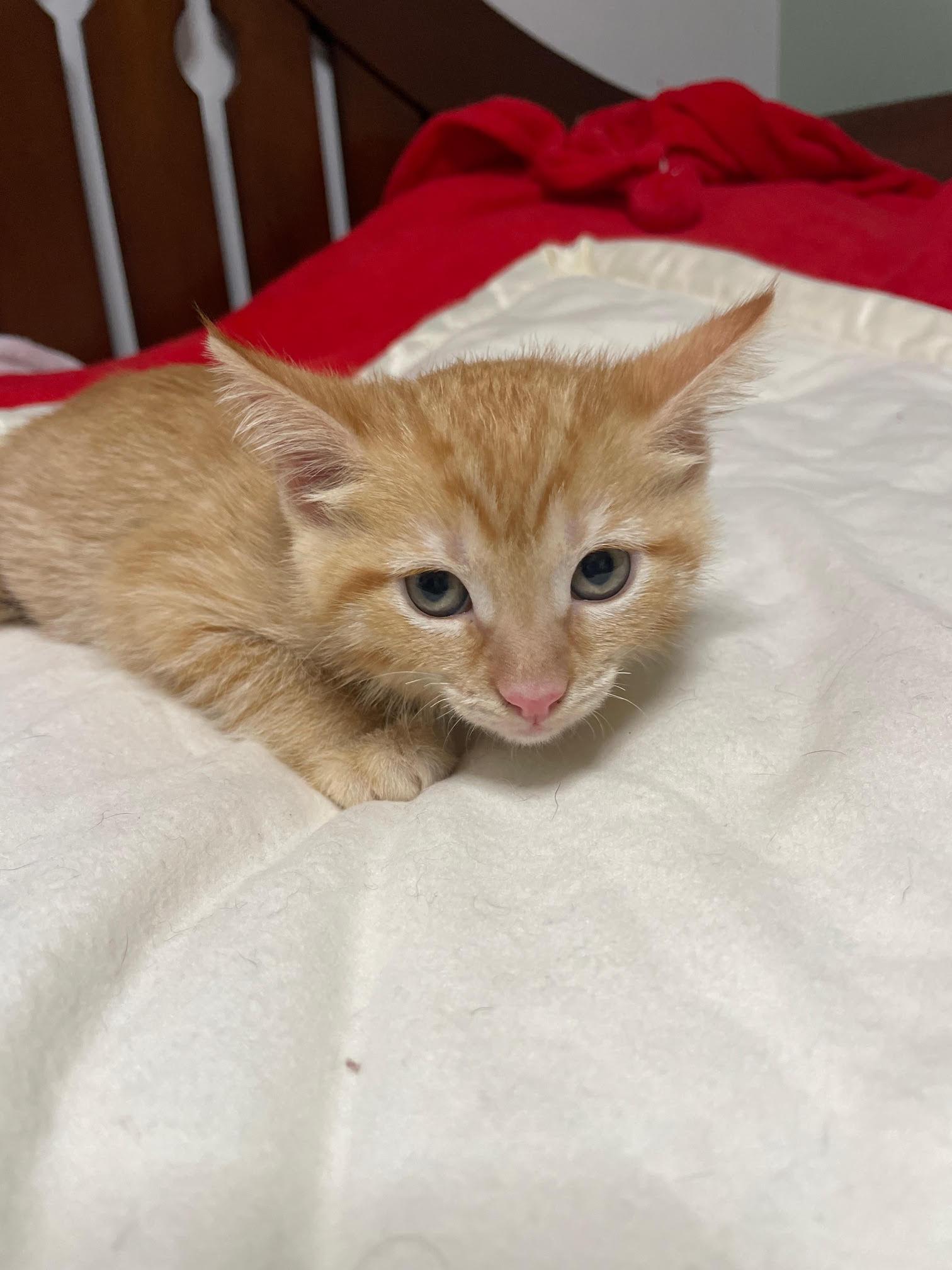 Enlarge Jasper, a Adoptable mixed breed in Island Lake, IL image 2/3