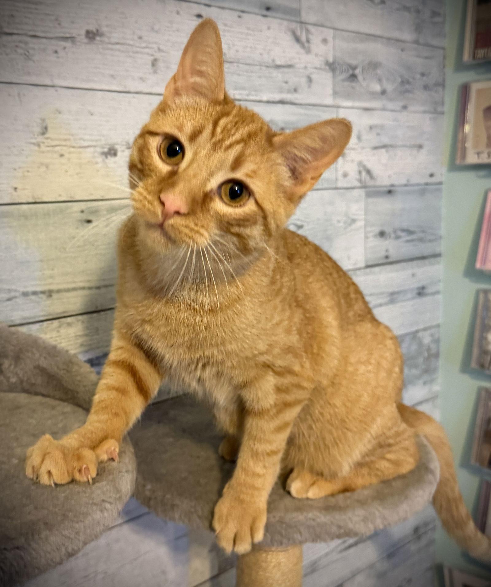 Enlarge Jasper, a Adoptable mixed breed in Island Lake, IL image 3/3