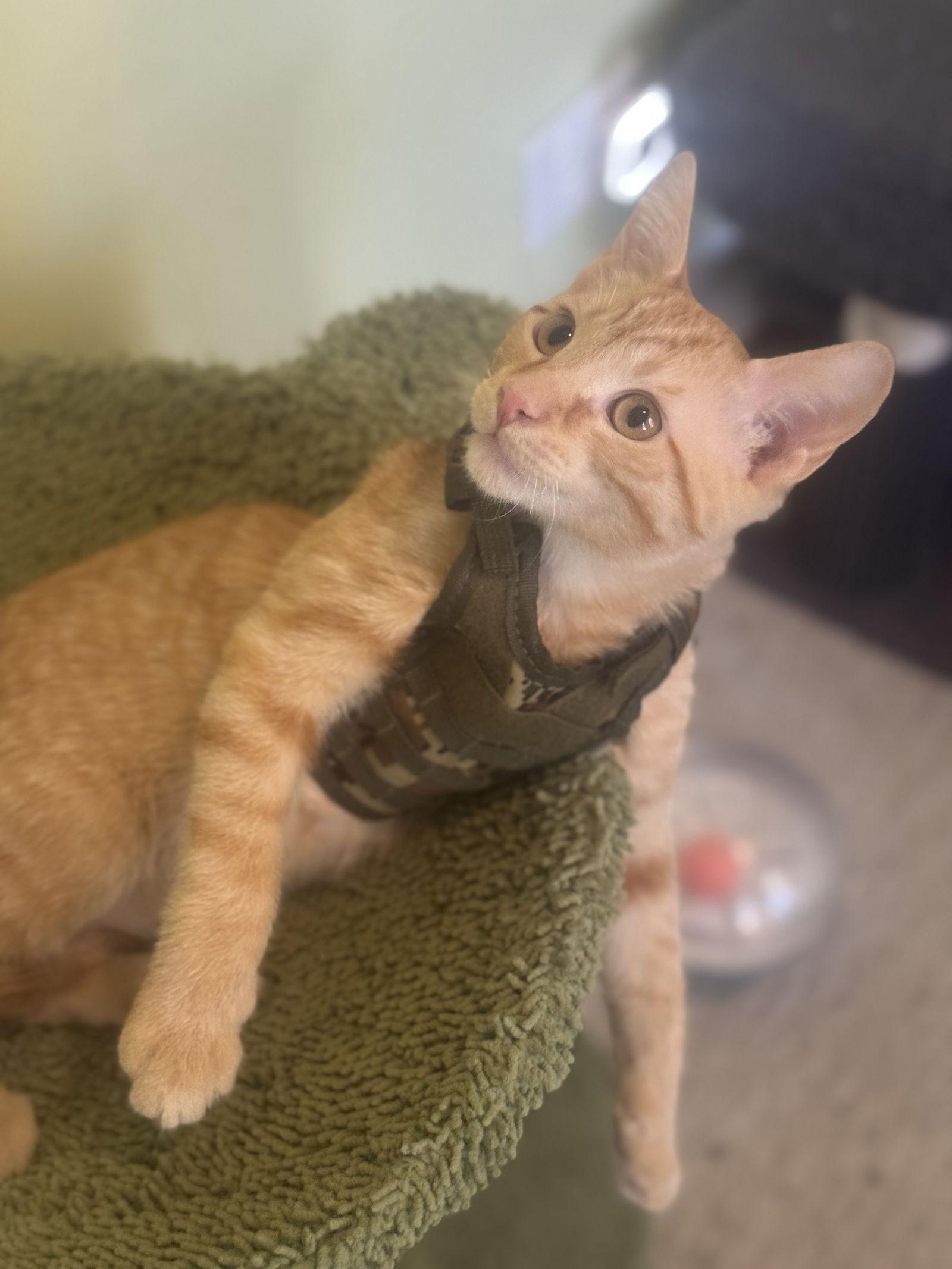 Enlarge Jasper, a Adoptable mixed breed in Island Lake, IL image 3/3