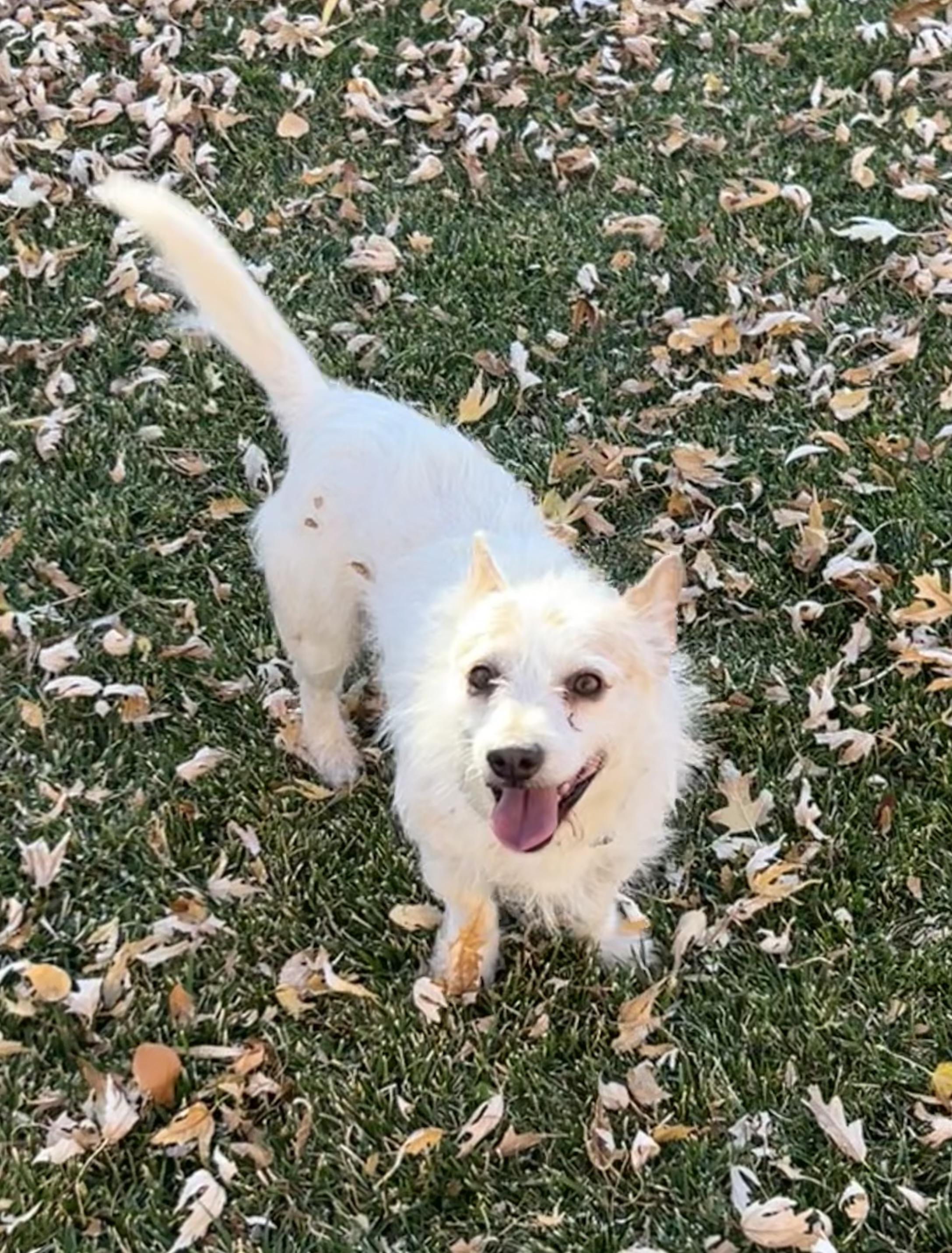 Mooney, ADOPTABLE, Adult Male West Highland White Terrier / Westie.