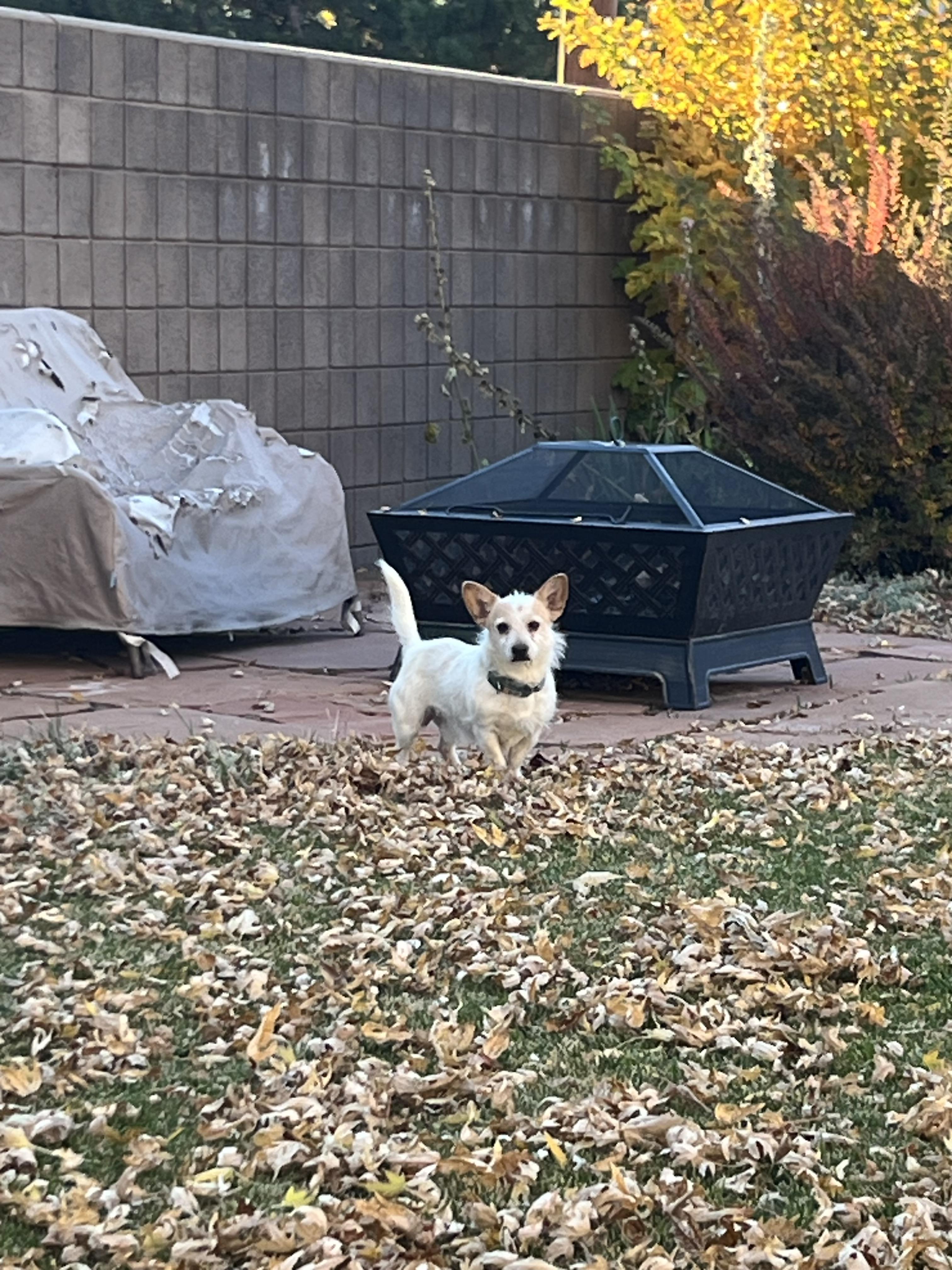 Mooney, a ADOPTABLE mixed breed in Flagstaff, AZ image 3/3