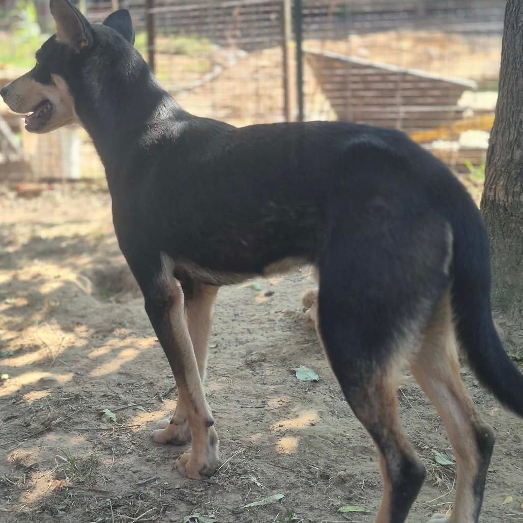 Hector, Adoptable, Young Male Hound & Mixed Breed.