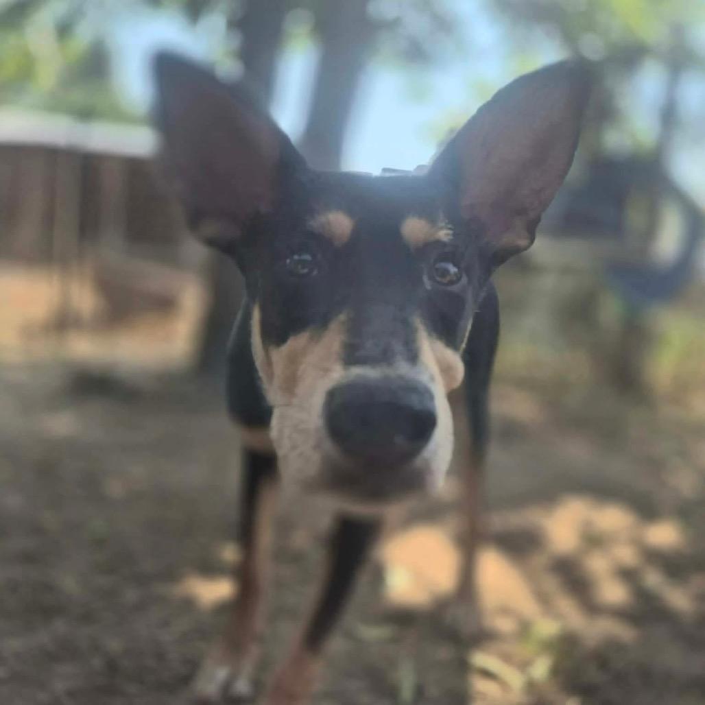Enlarge Hector, a Adoptable mixed breed in Dover, AR image 2/4