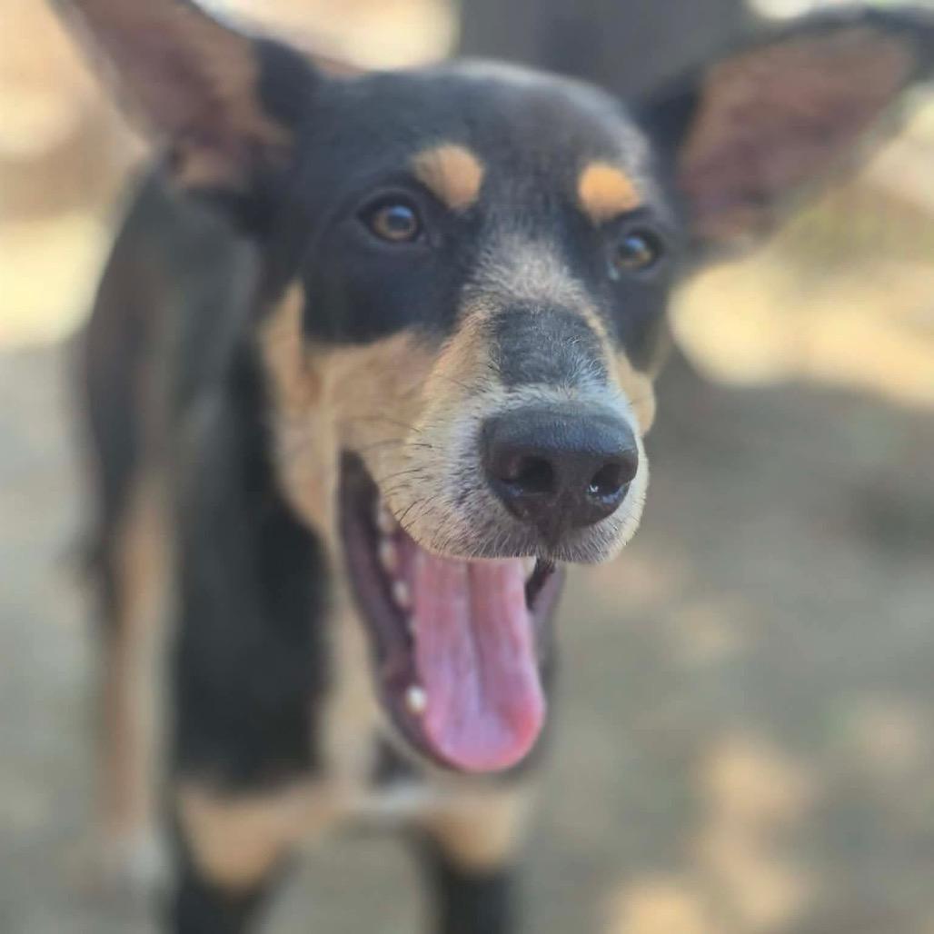 Enlarge Hector, a Adoptable mixed breed in Dover, AR image 3/4