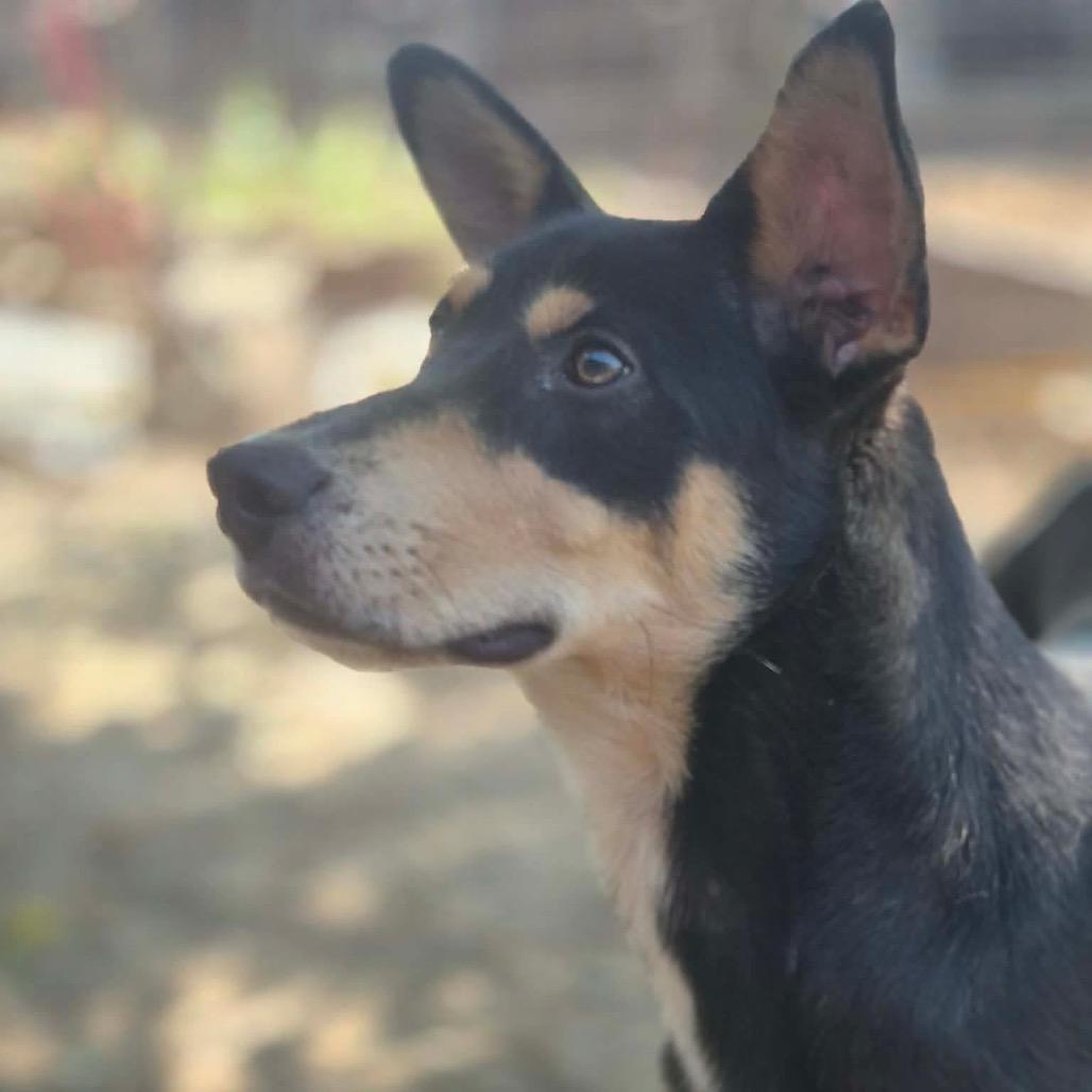 Enlarge Hector, a Adoptable mixed breed in Dover, AR image 4/4