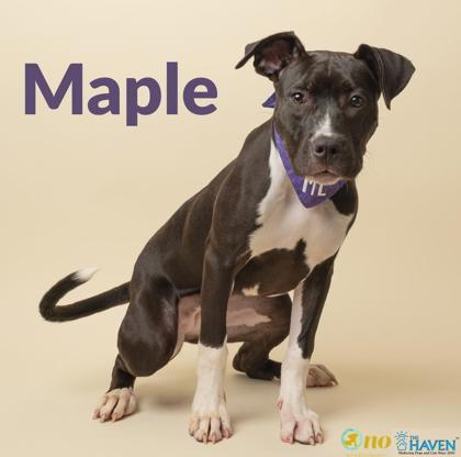 Maple, Adoptable, Puppy Female Pit Bull Terrier & Mixed Breed.