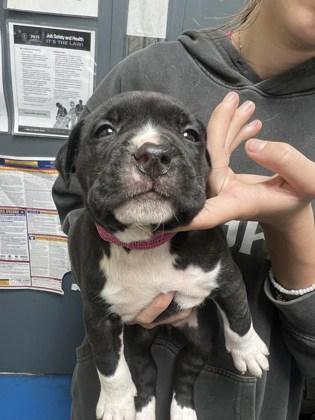 Enlarge Maple, a Adoptable mixed breed in Fairhope, AL image 2/2