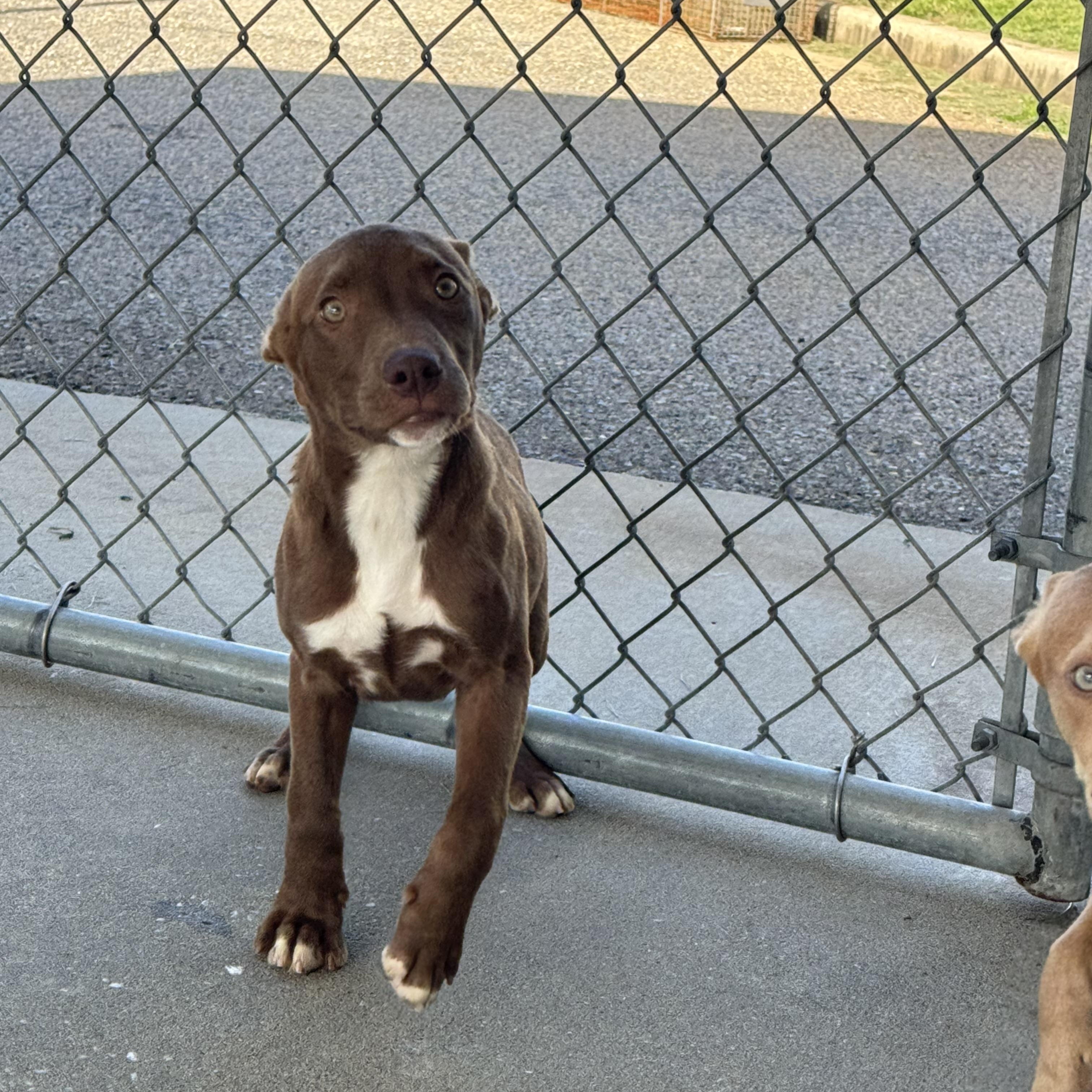 Juicy, ADOPTABLE, Young Female Bulldog.
