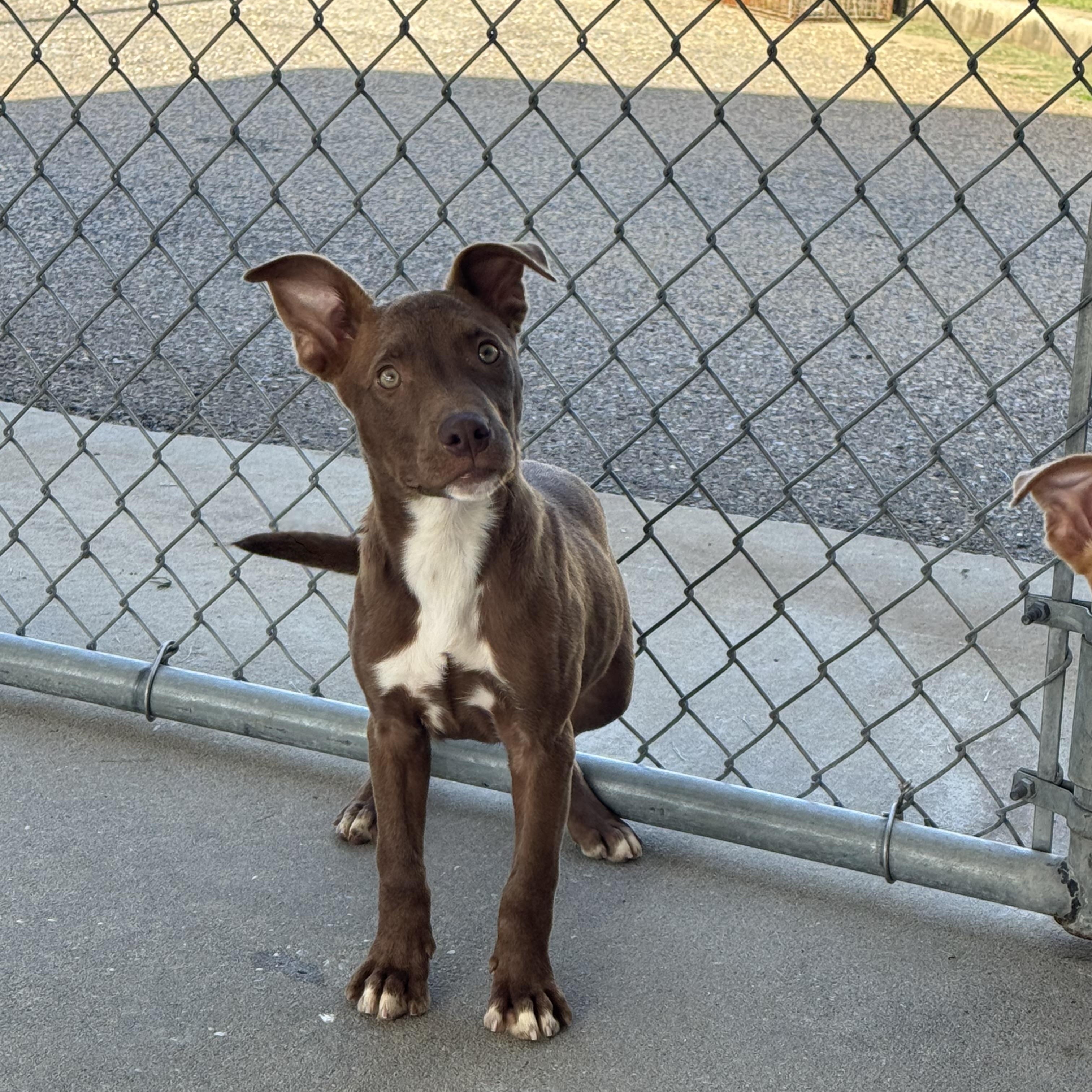 Enlarge Juicy, a ADOPTABLE Bulldog in Troy, AL image 3/3