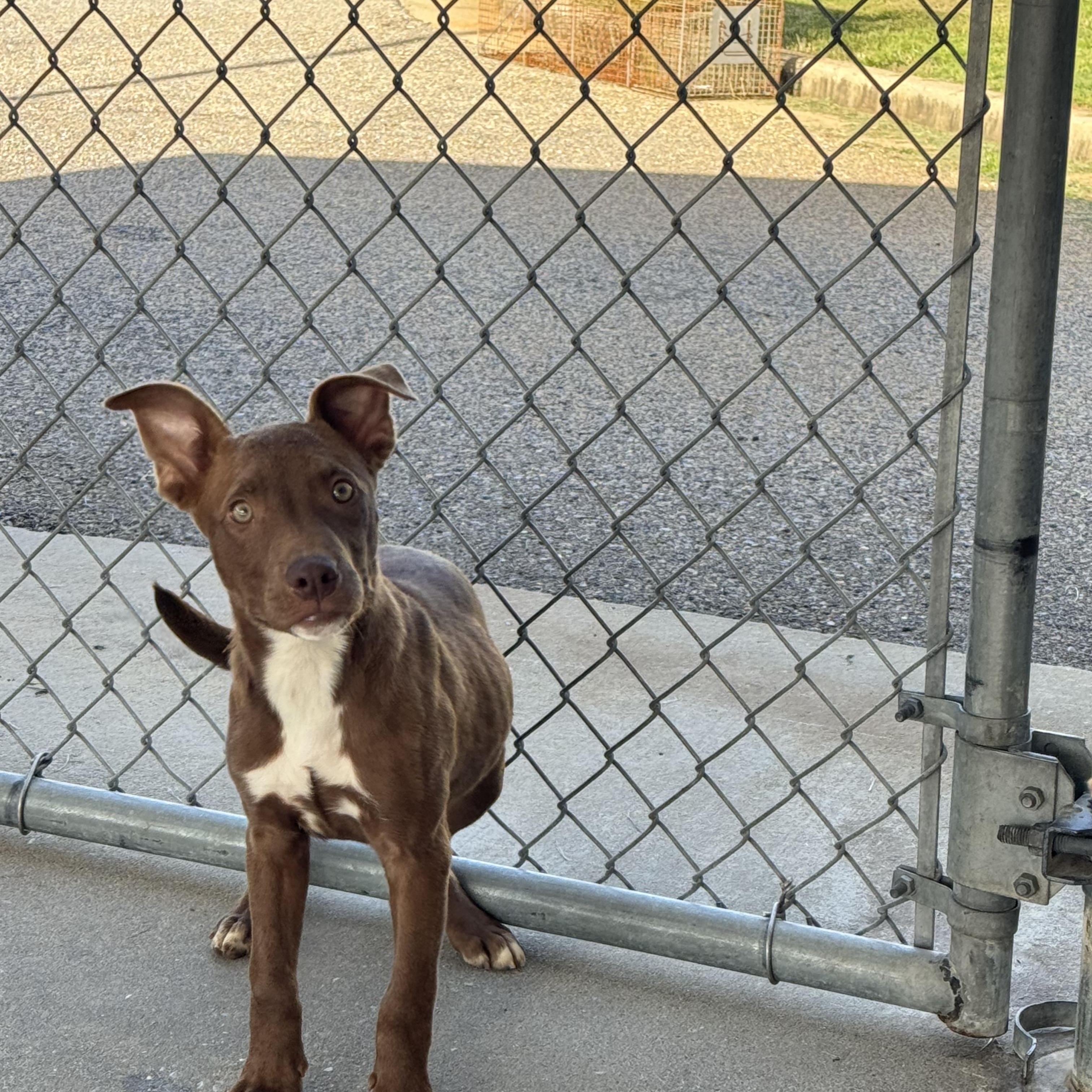 Enlarge Juicy, a ADOPTABLE Bulldog in Troy, AL image 2/3