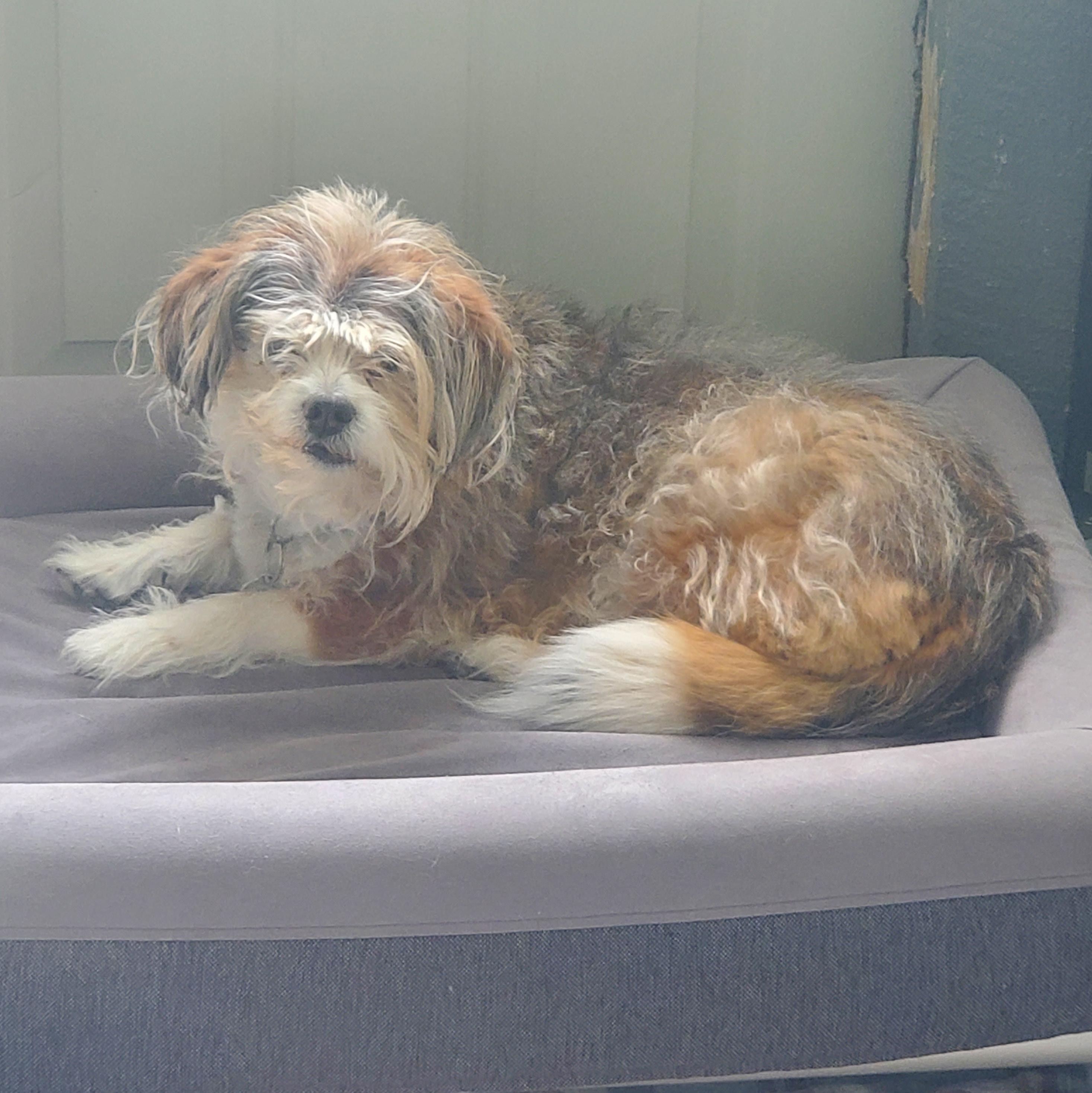 Z, adopted, Senior Female English Springer Spaniel.