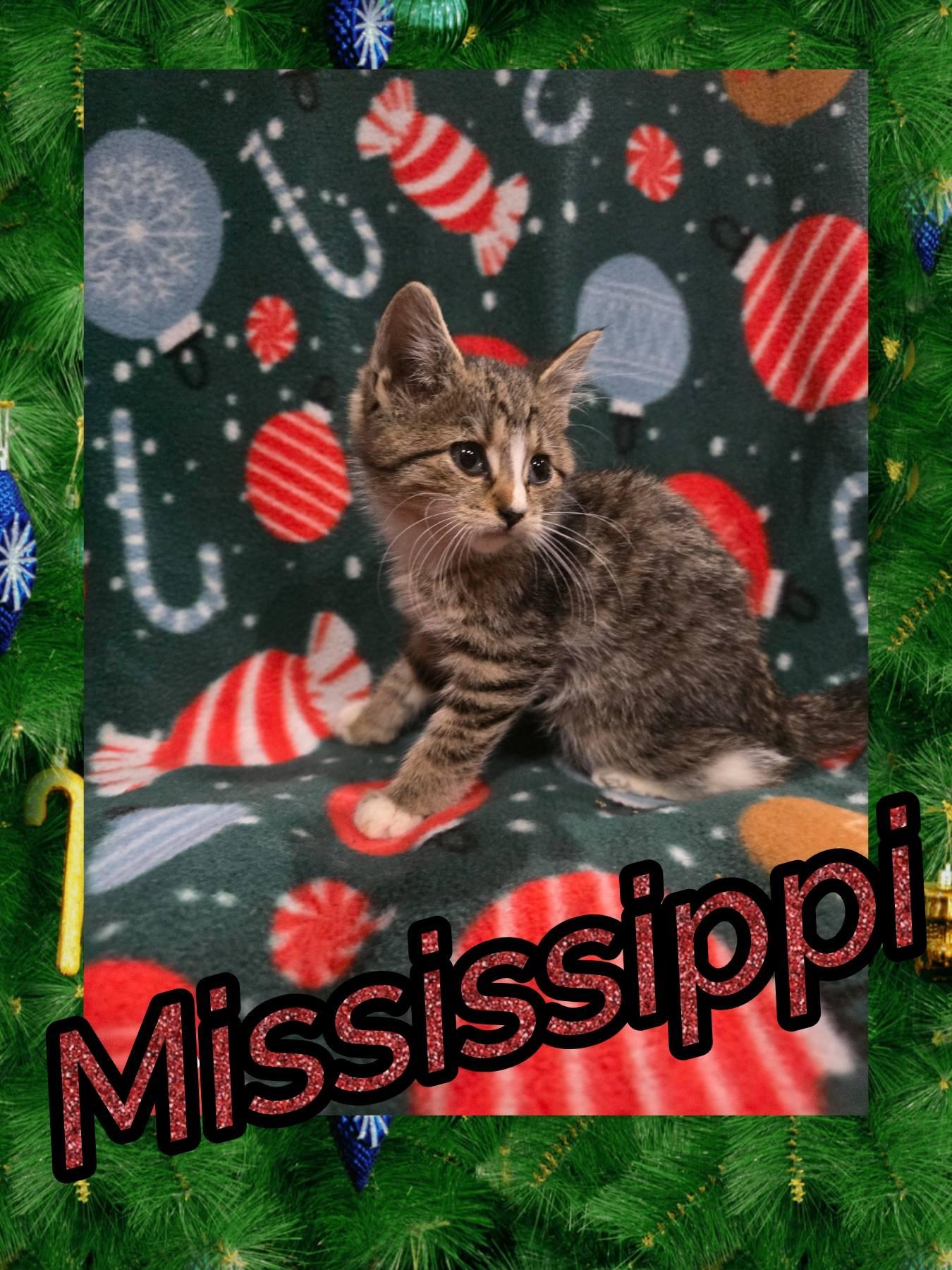Enlarge Mississippi, a Adopted Domestic Short Hair in Plymouth , PA image 1/1