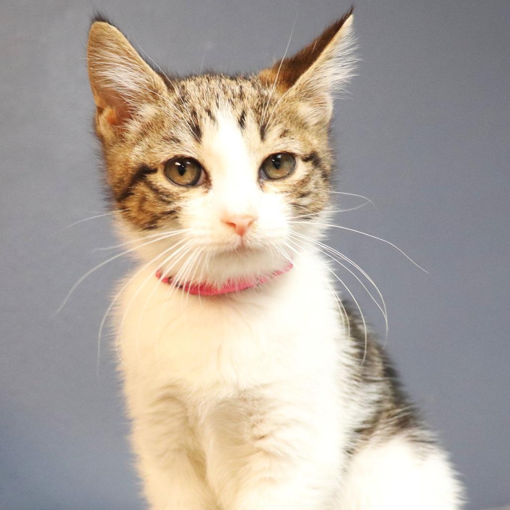 Pipit — thumbnail 2