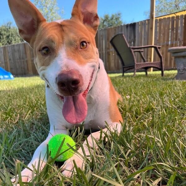 Thomas the Lover Boy — thumbnail 5