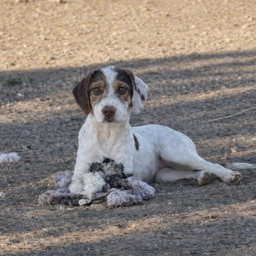 Brooke, an adopted mixed breed in Van Nuys, CA image 2/2