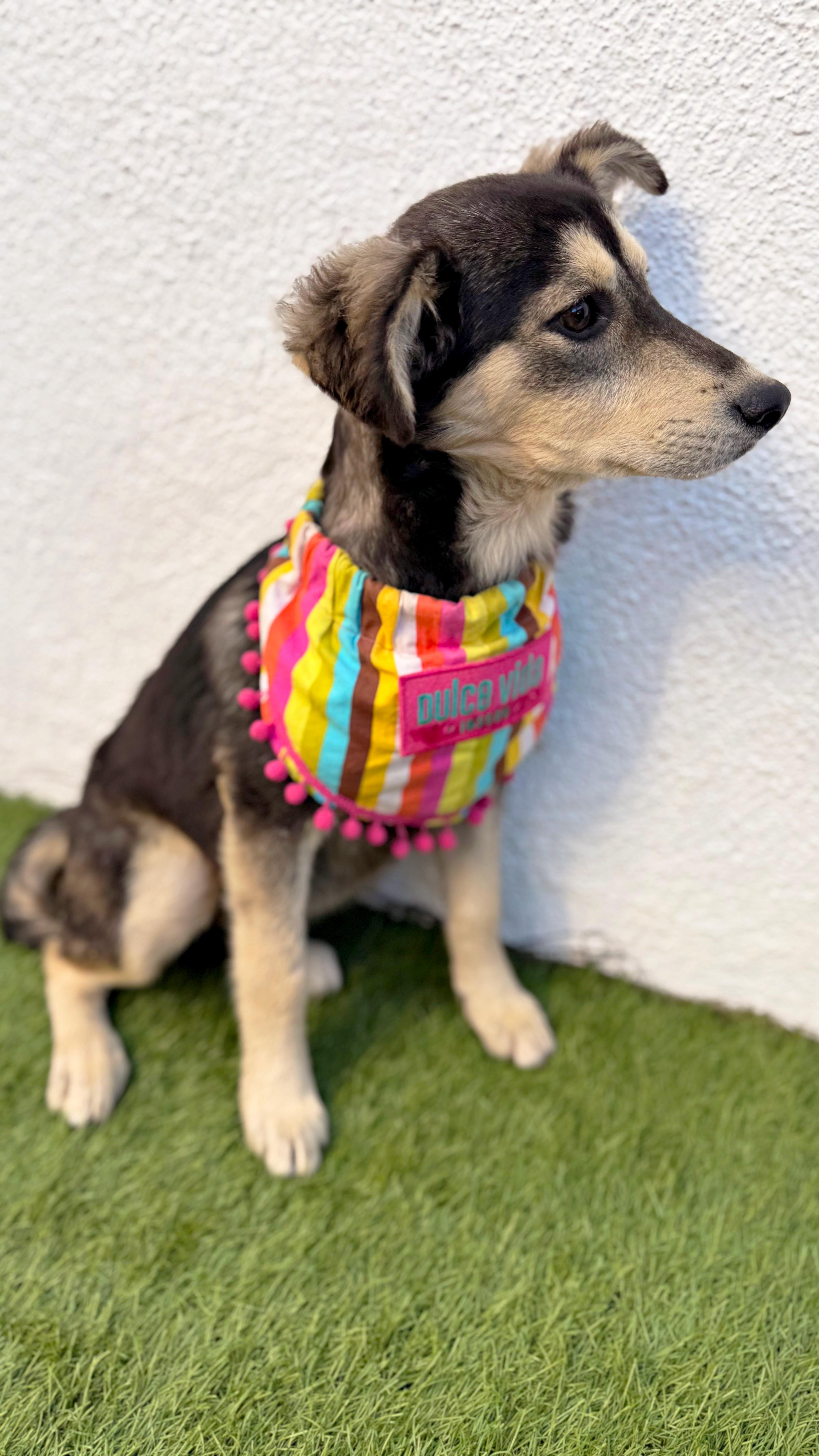 Enlarge AMOR, a Adoptable mixed breed in San Diego, CA image 4/6