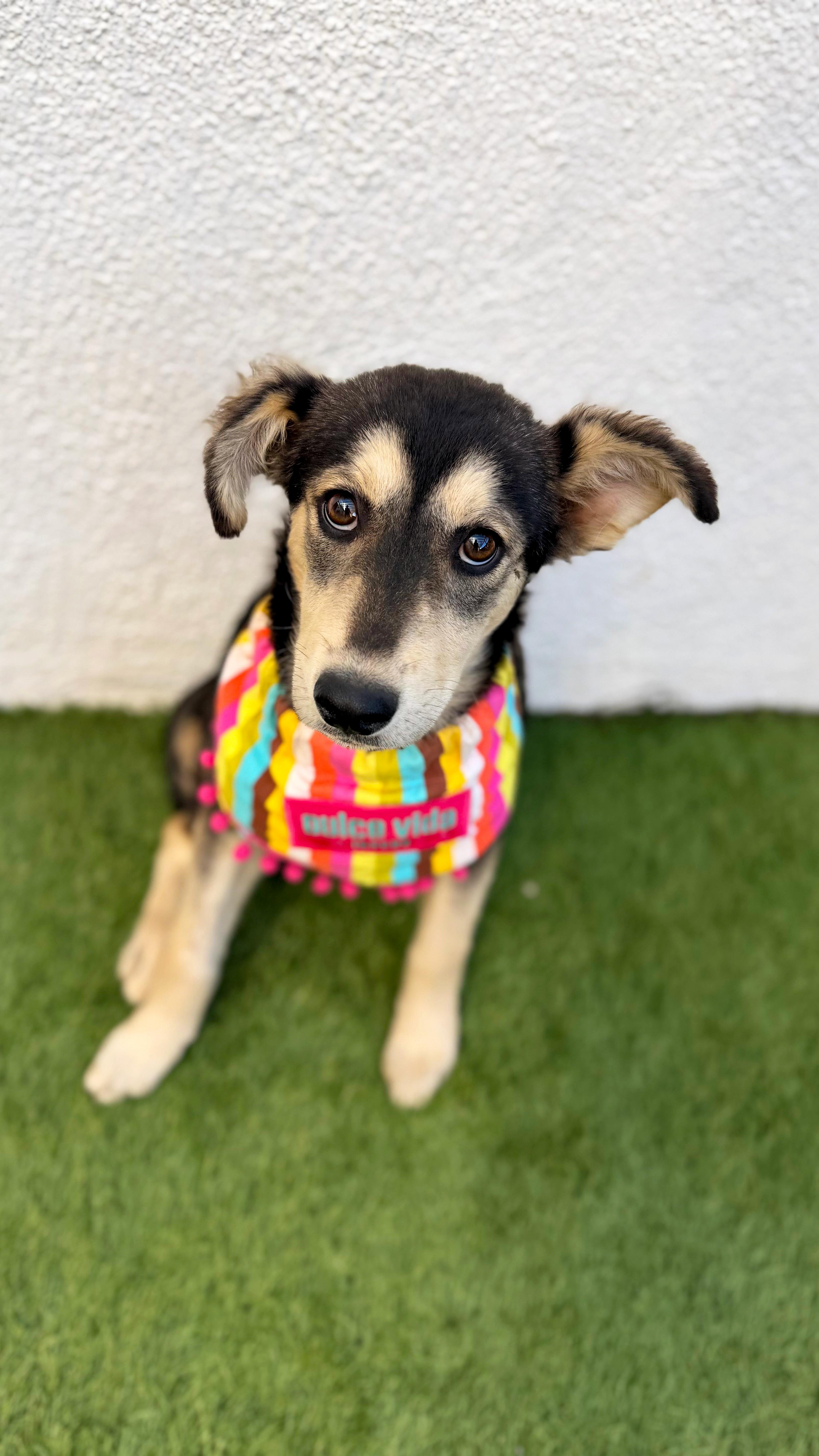 Enlarge AMOR, a Adoptable mixed breed in San Diego, CA image 6/6