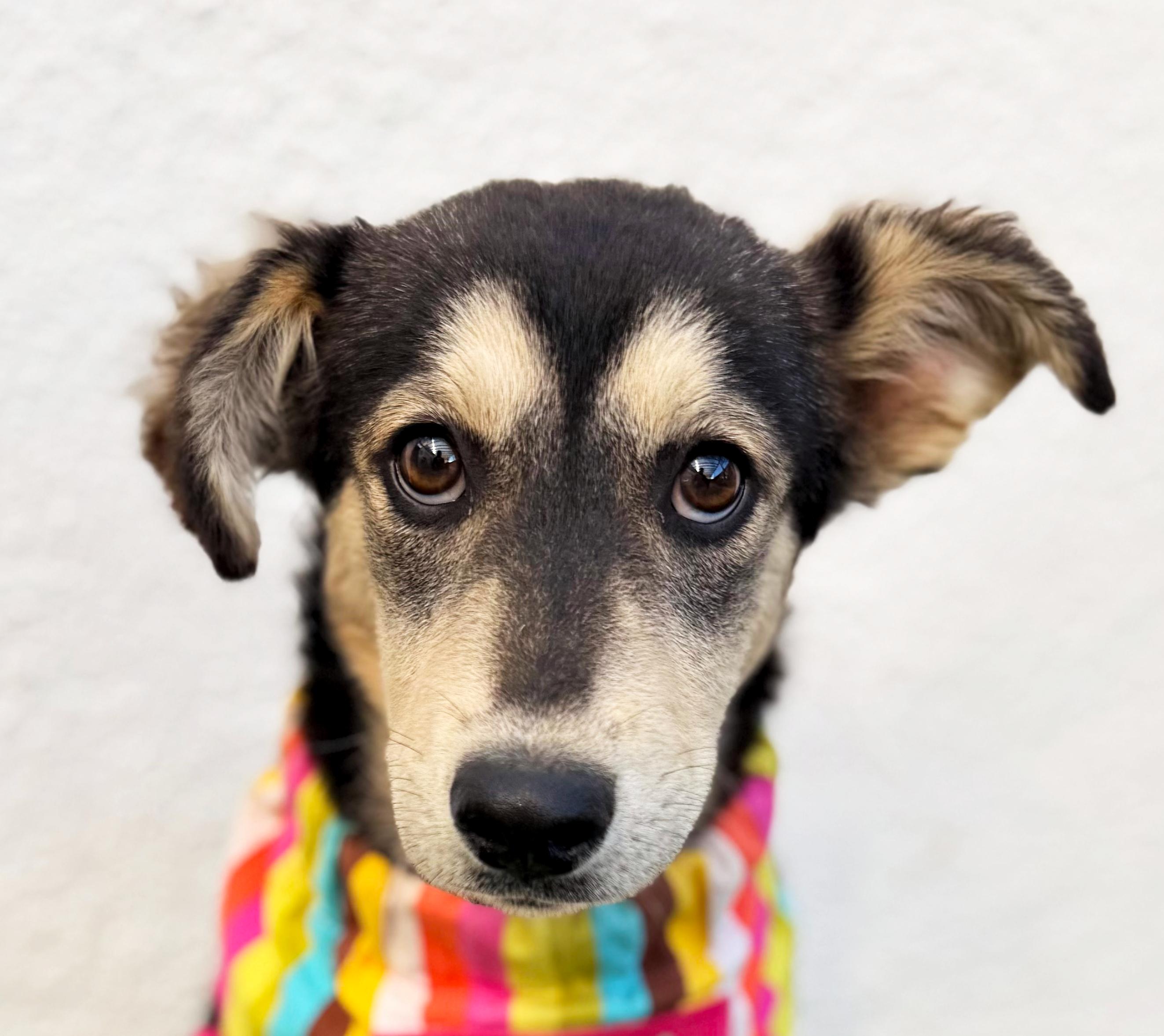 AMOR, Adoptable, Puppy Female Husky & German Shepherd Dog.