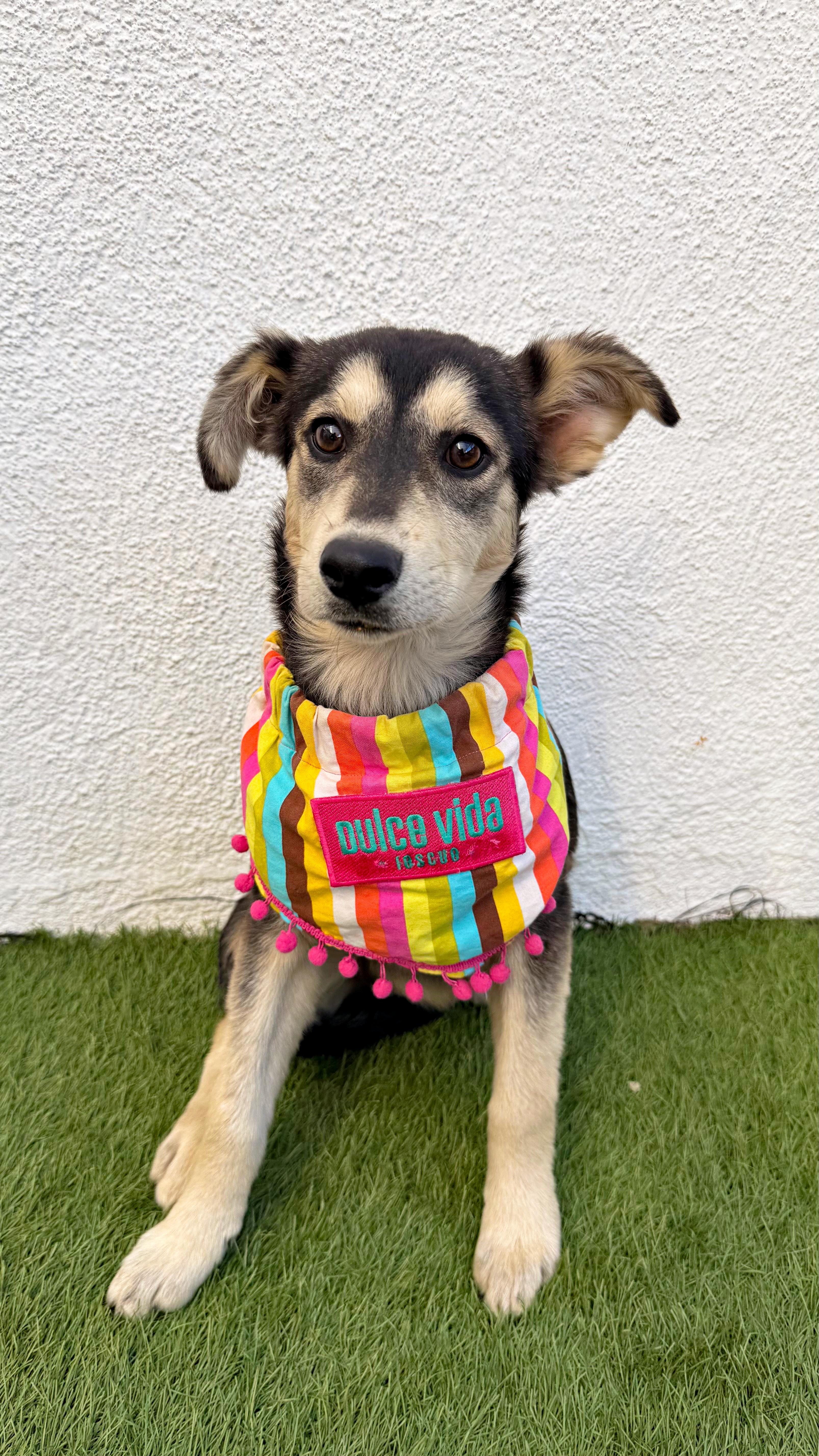 Enlarge AMOR, a Adoptable mixed breed in San Diego, CA image 5/6