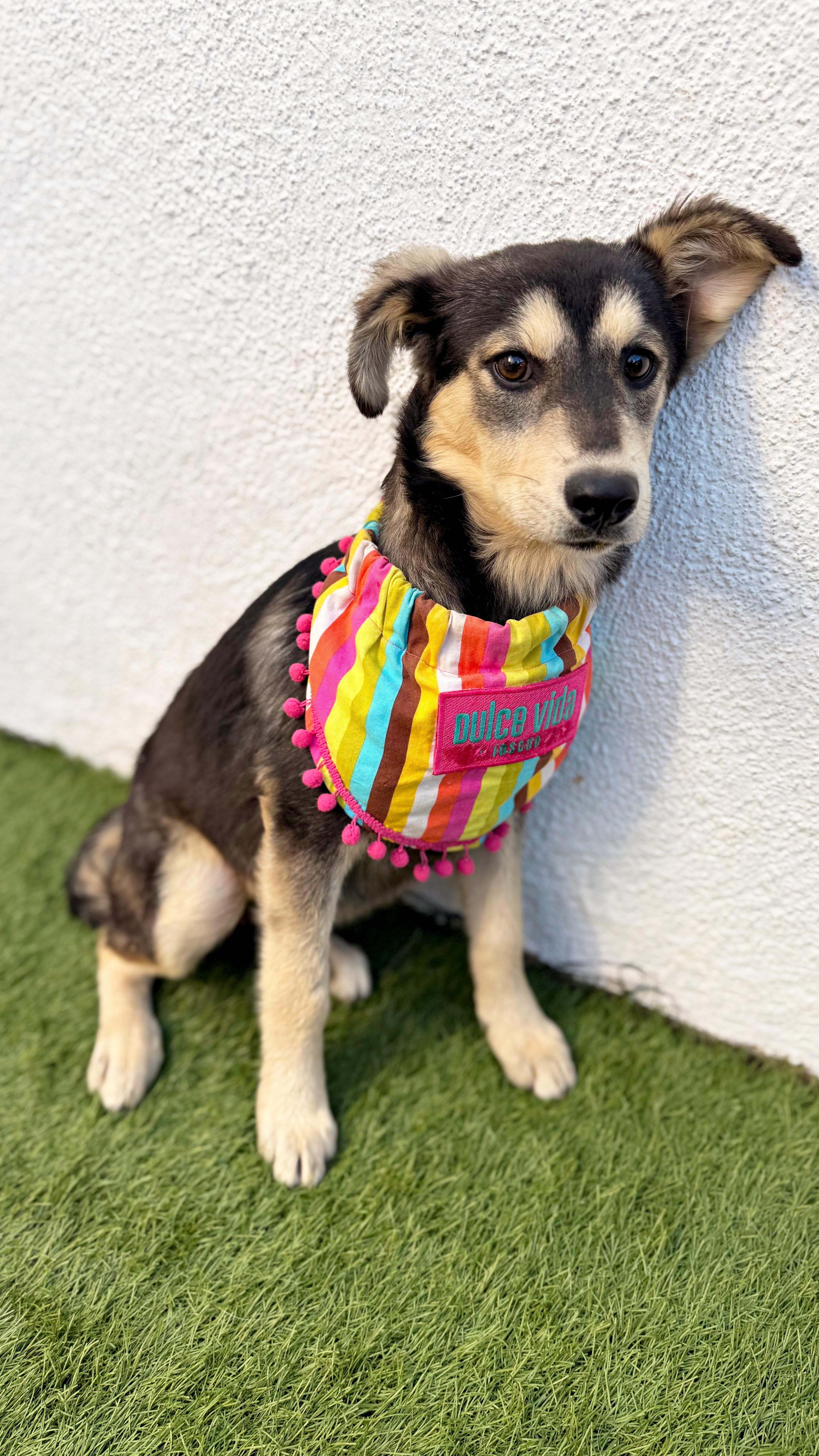 Enlarge AMOR, a Adoptable mixed breed in San Diego, CA image 2/6