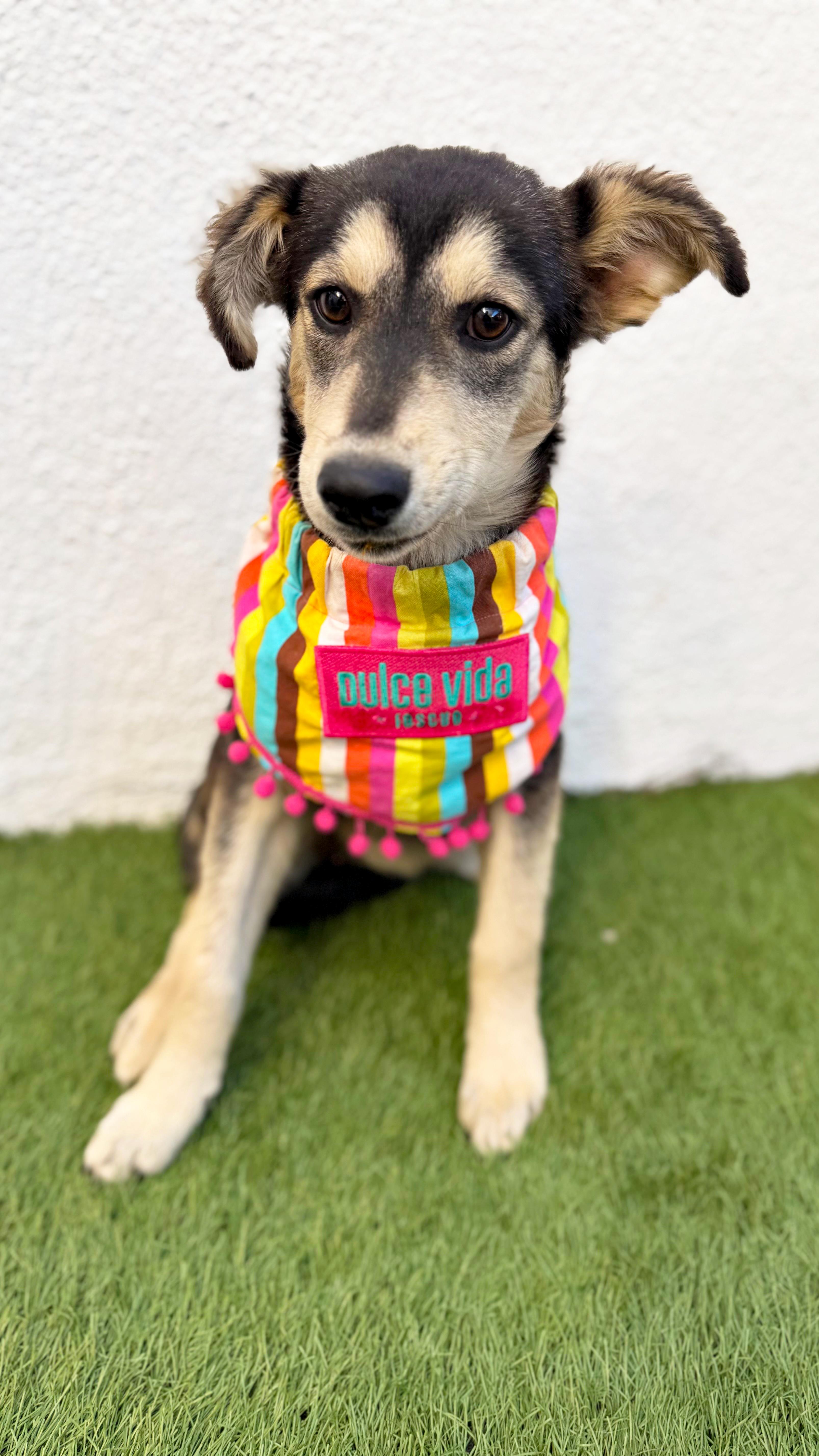 Enlarge AMOR, a Adoptable mixed breed in San Diego, CA image 3/6