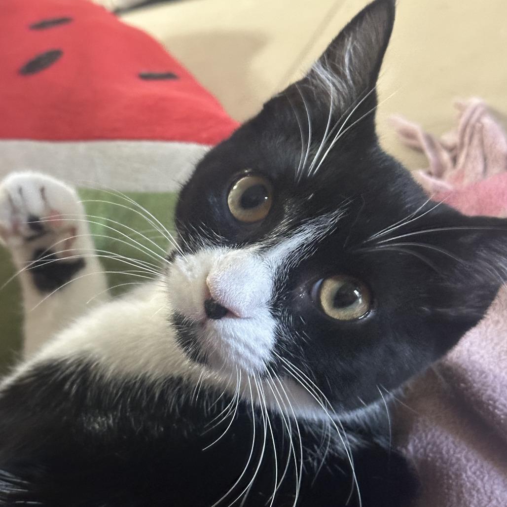 Emira — thumbnail 2