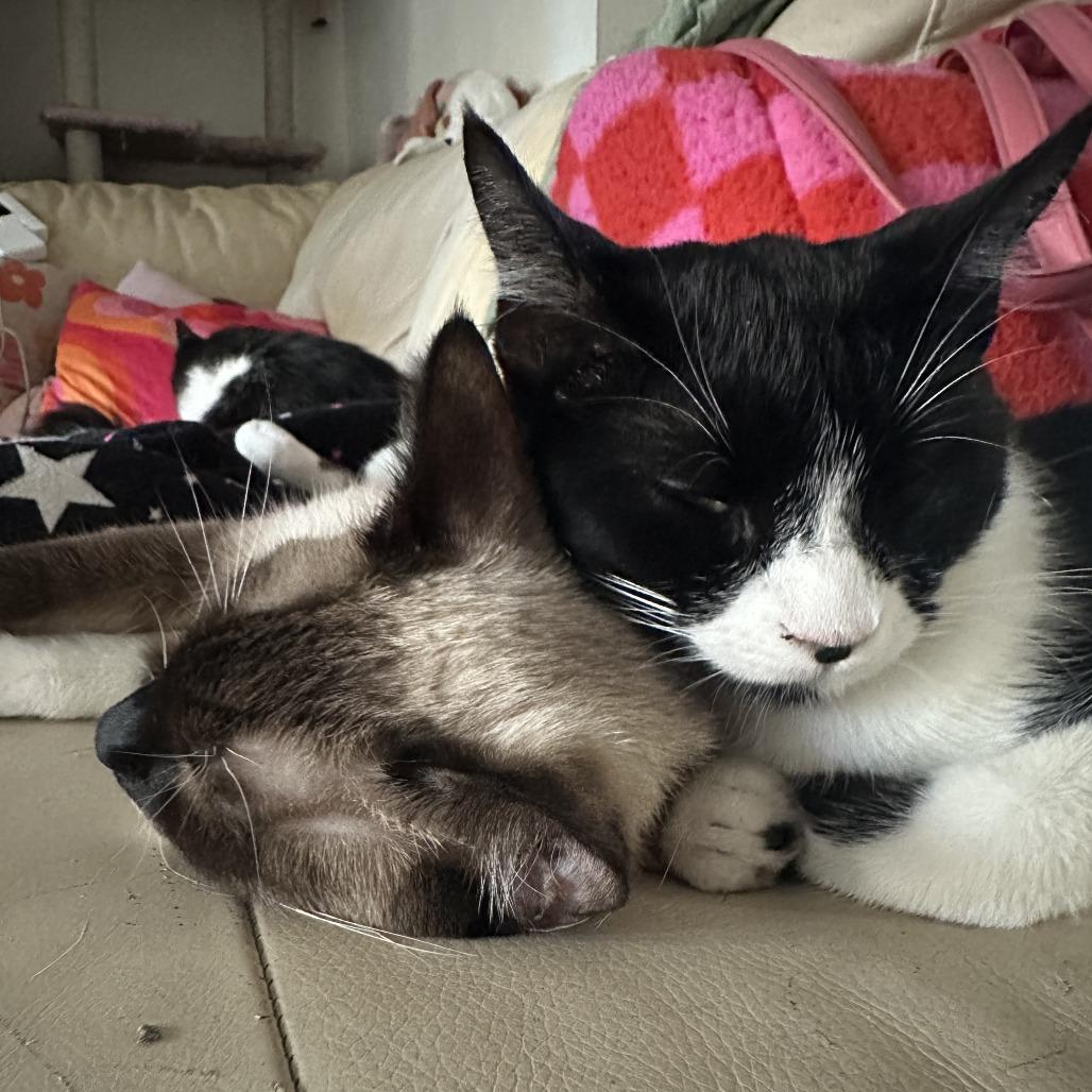 Emira — thumbnail 3