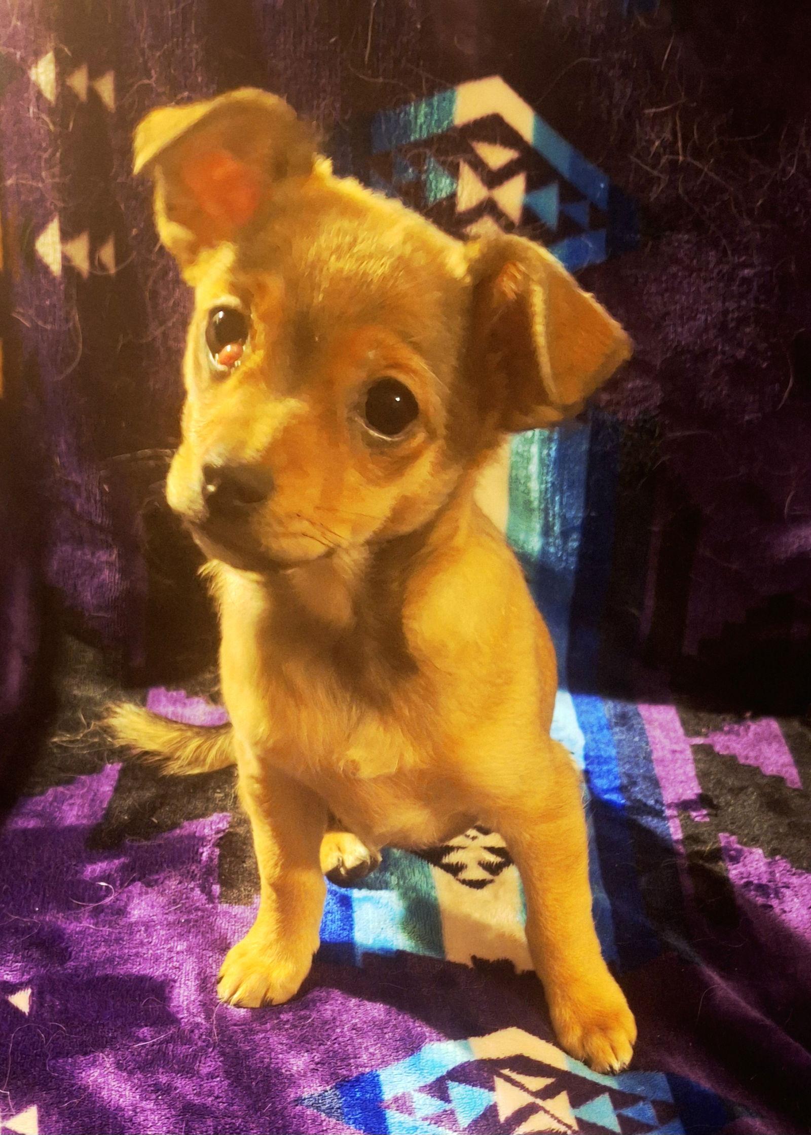 Enlarge Blossom, a Adoptable Chihuahua in Colorado Springs, CO image 2/3