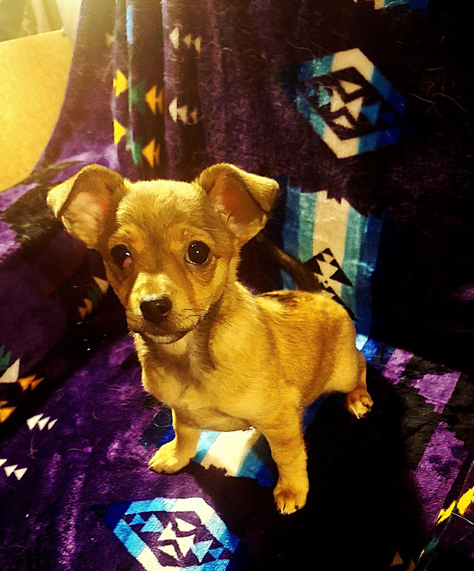 Enlarge Blossom, a Adoptable Chihuahua in Colorado Springs, CO image 3/3