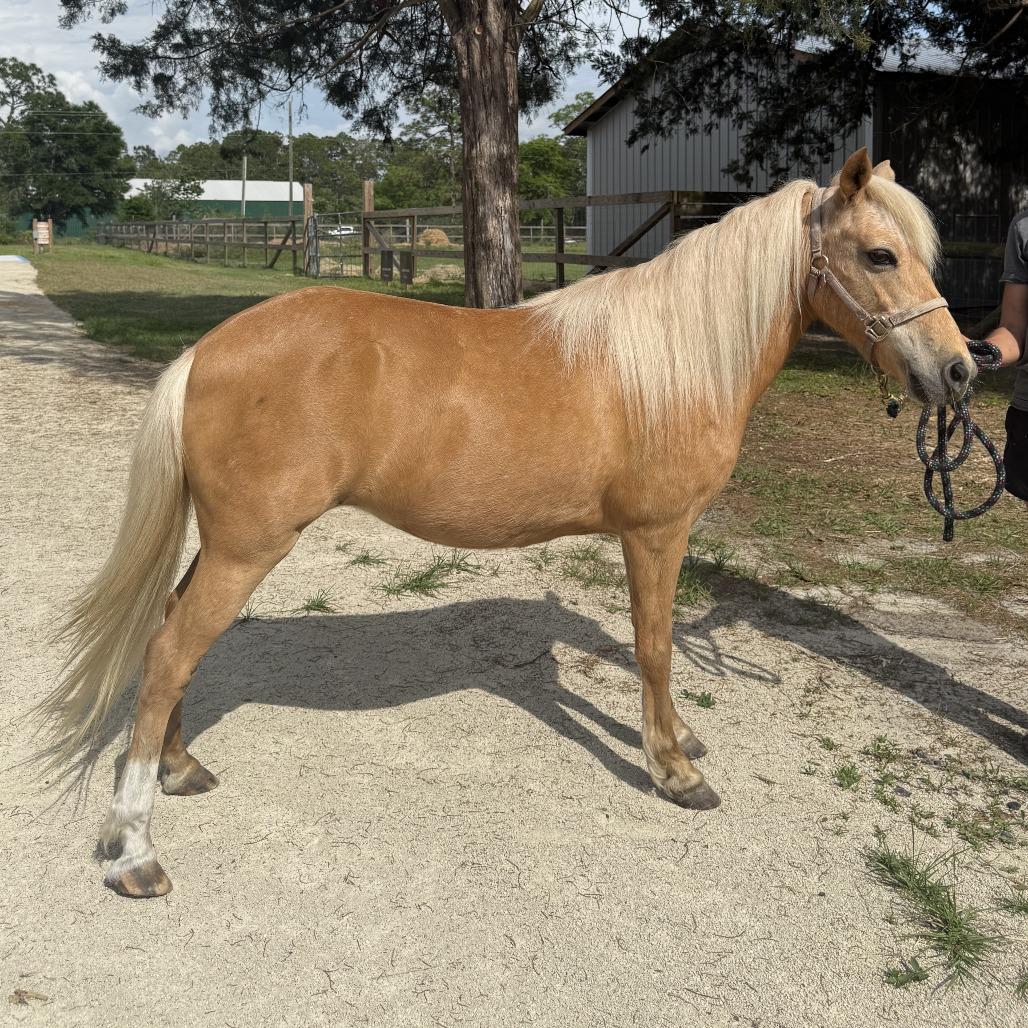 Lana, a Adoptable Quarterhorse in Freeport, FL image 1/6