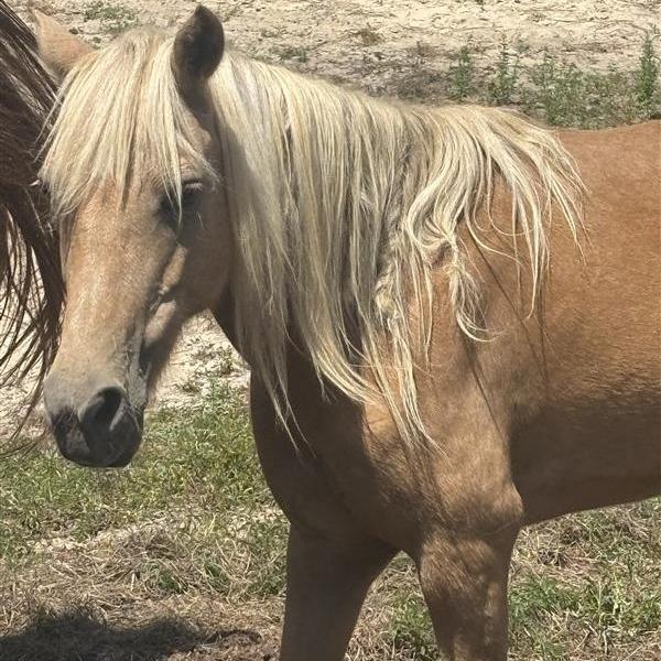 Lana, Adoptable, Senior Female Quarterhorse.