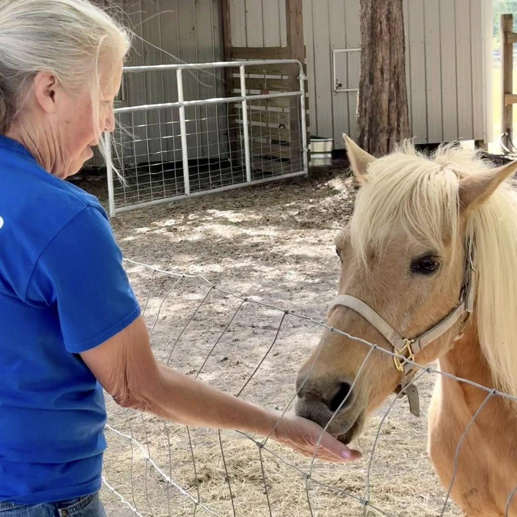 Lana, a Adoptable Quarterhorse in Freeport, FL image 3/6