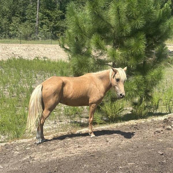 Lana, a Adoptable Quarterhorse in Freeport, FL image 2/3