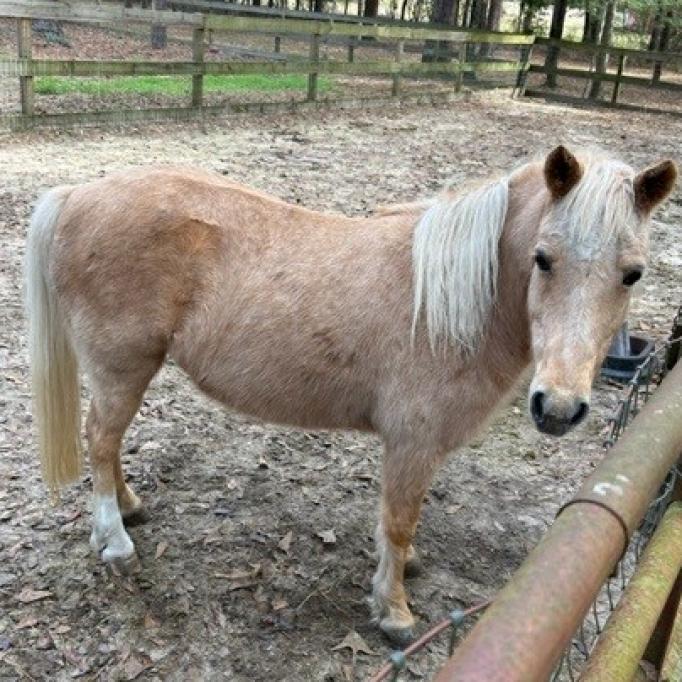 Lana, a Adoptable Quarterhorse in Freeport, FL image 3/3