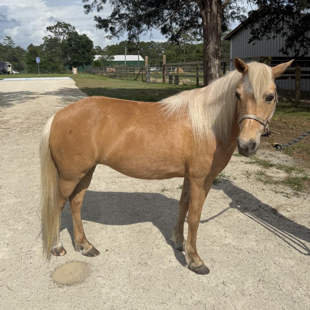 Lana, a Adoptable Quarterhorse in Freeport, FL image 6/6