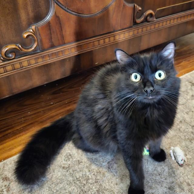 GRANITE, Adoptable, Young Female Domestic Medium Hair.