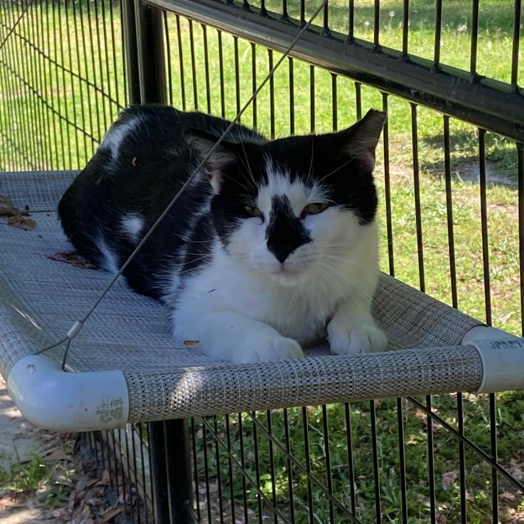 Cowboy, Adoptable, Young Male Domestic Short Hair.