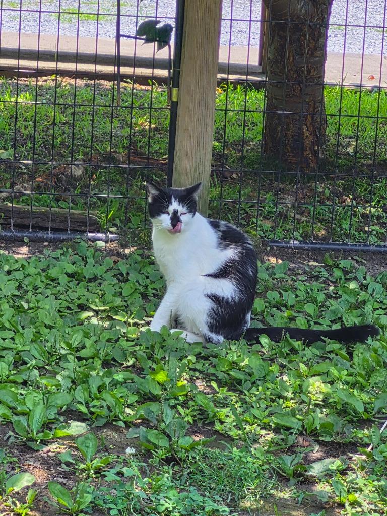 Cowboy, a Adoptable mixed breed in Clinton, SC image 5/6