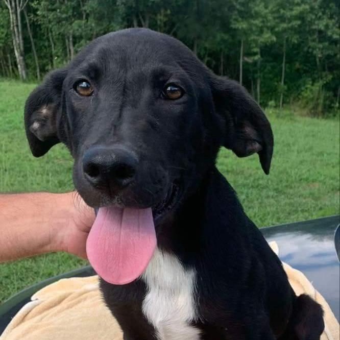 Fender, Adoptable, Young Male Black Labrador Retriever.