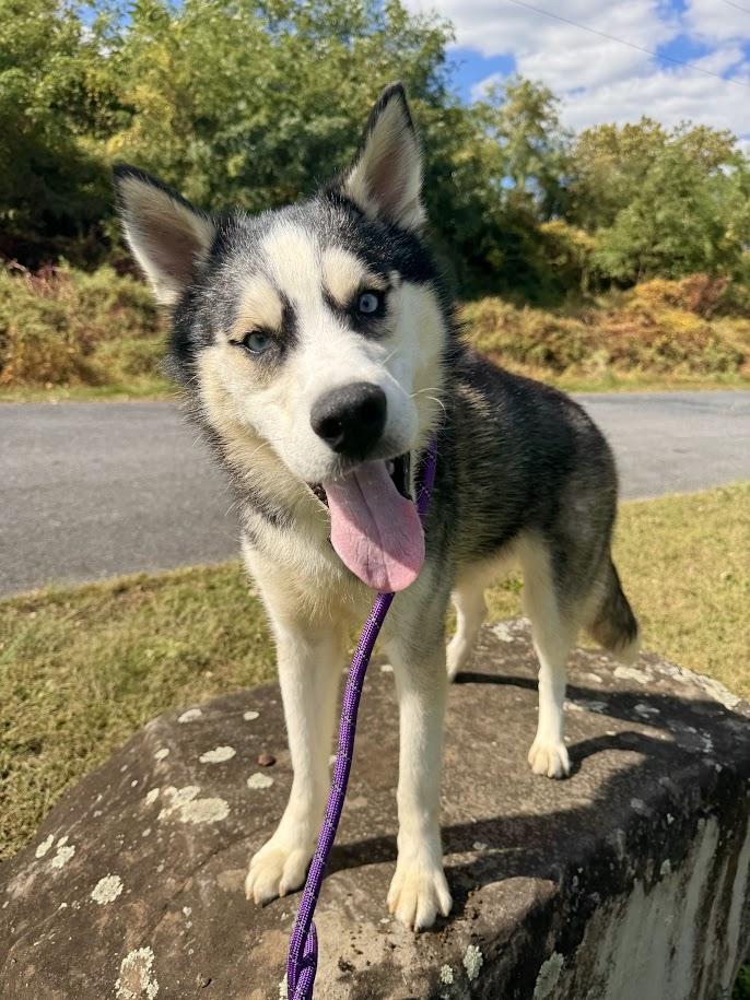 Enlarge Mario, a Adoptable mixed breed in Shermans Dale, PA image 2/6