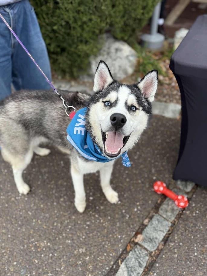 Enlarge Mario, a Adoptable mixed breed in Shermans Dale, PA image 1/6