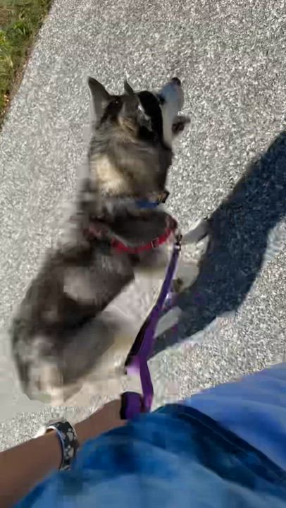 Enlarge Mario, a Adoptable mixed breed in Shermans Dale, PA video 6/6