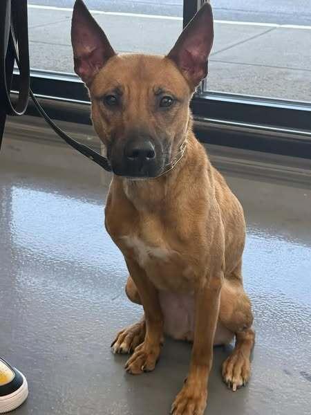 Enlarge Malibu, a Adoptable mixed breed in Winthrop Harbor, IL image 2/6